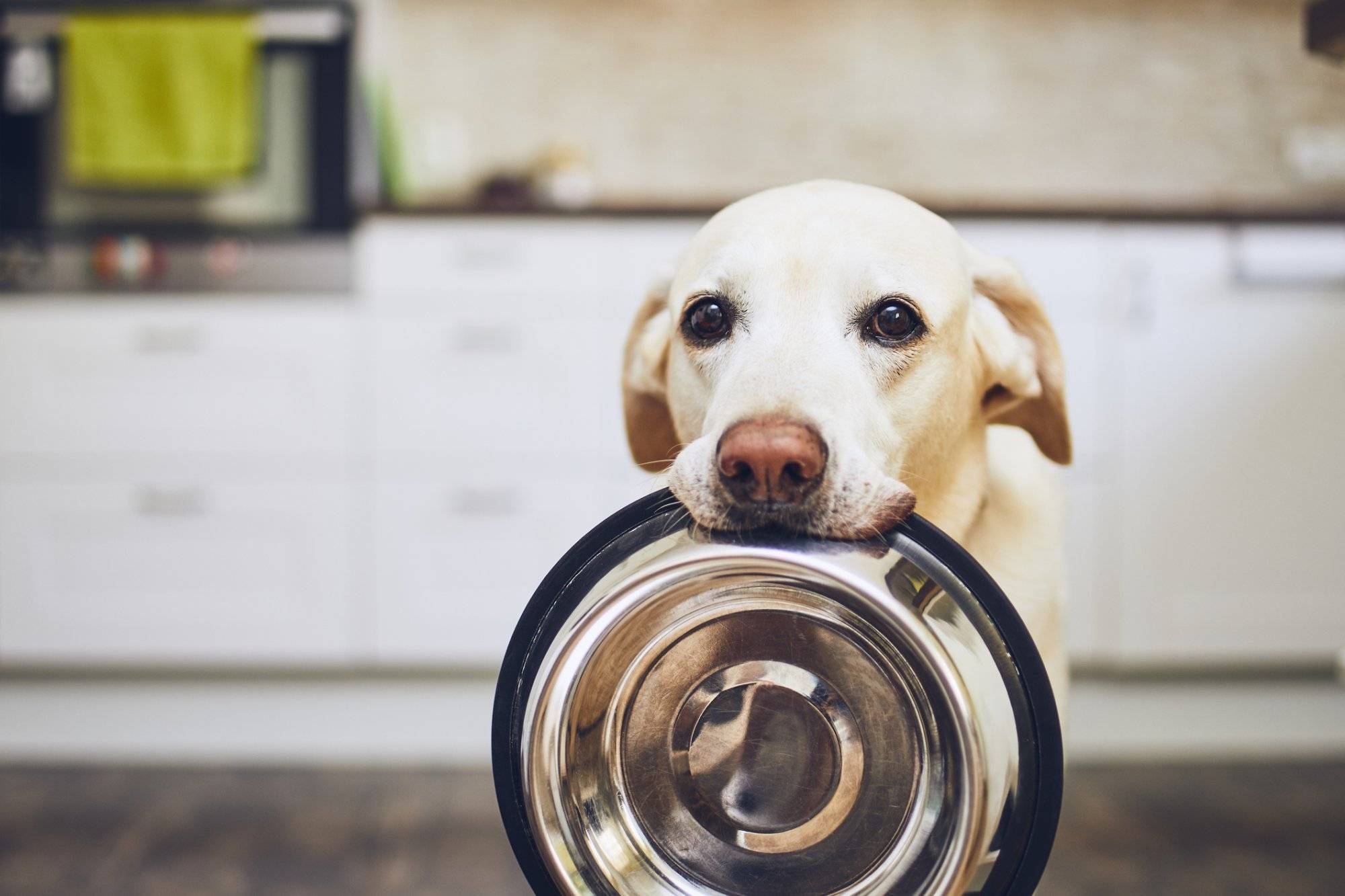 Dog waiting for feeding Dog waiting for feeding
